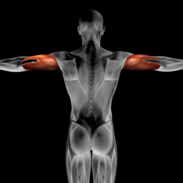  Anatomia człowieka triceps - Zdjęcie, obraz
