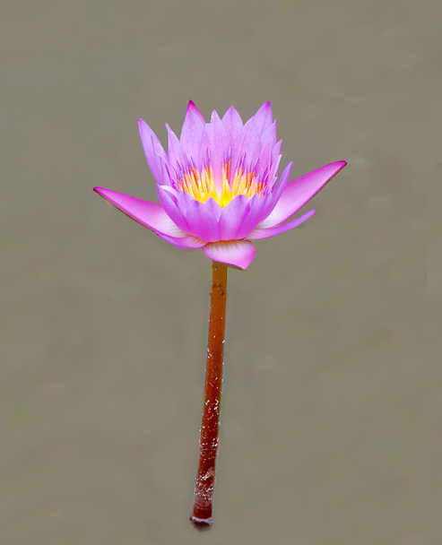Le Lotus
 - Photo, image