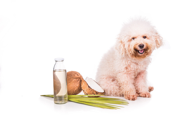 Huile et graisses de noix de coco tiques naturelles répulsif anti-puces pour animaux domestiques
 - Photo, image