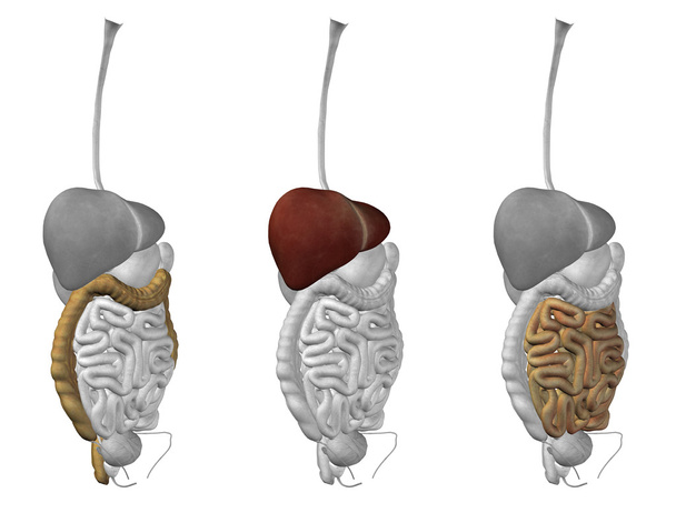  Órganos abdominales internos
  - Foto, Imagen
