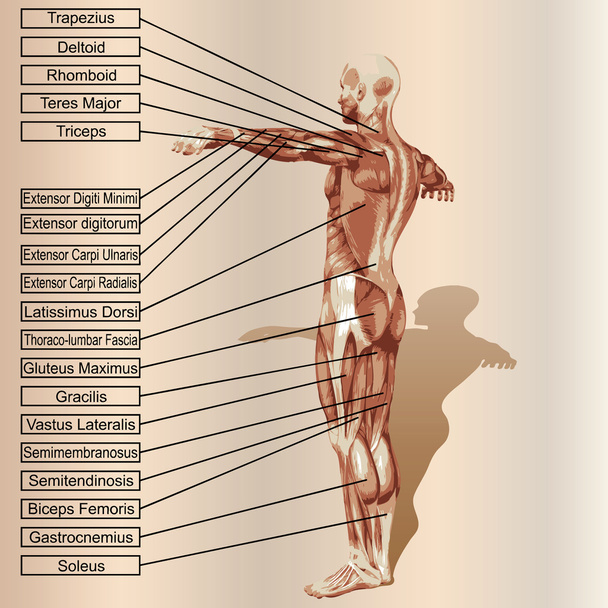 anatomia com músculos e texto
 - Vetor, Imagem