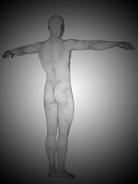 man anatomy standing  - Photo, Image