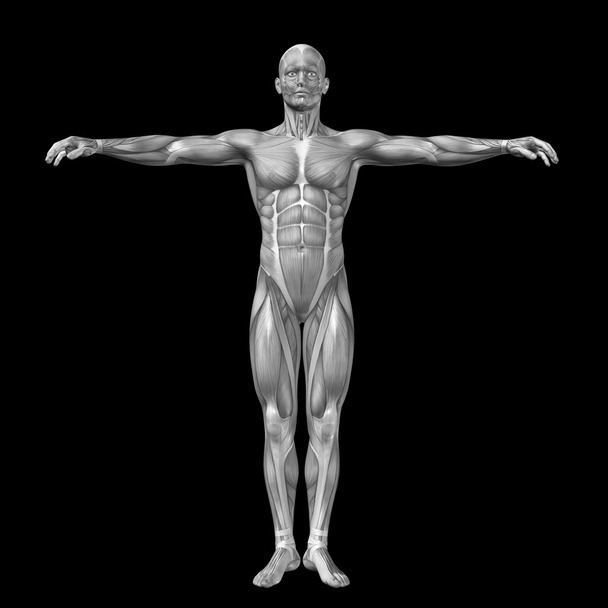 humanwith μύες για σχέδια ανατομία. - Φωτογραφία, εικόνα