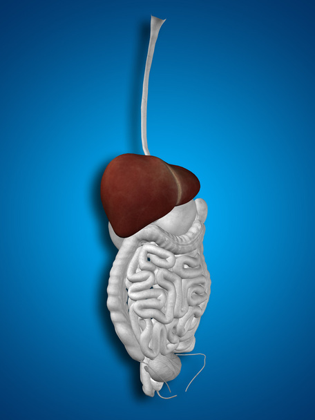 sistema digestivo humano  - Foto, Imagem