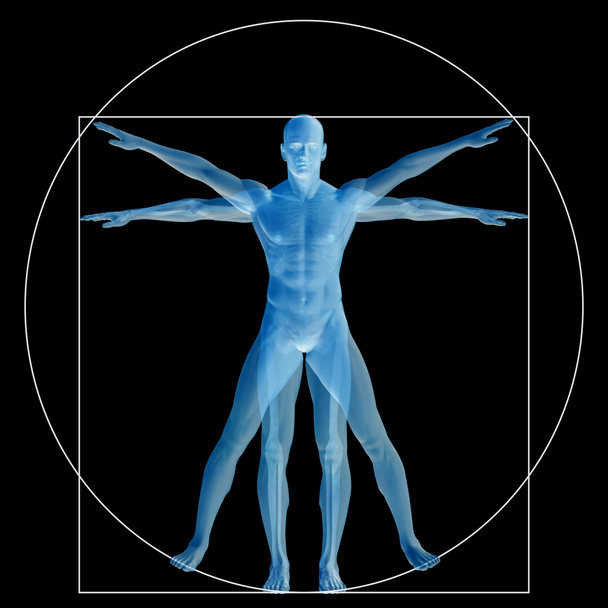  proporción anatomía cuerpo
  - Foto, imagen