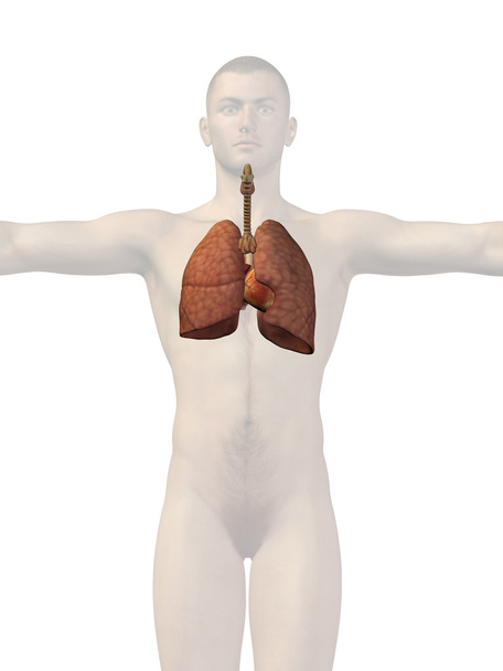 Apparato respiratorio umano
 - Foto, immagini