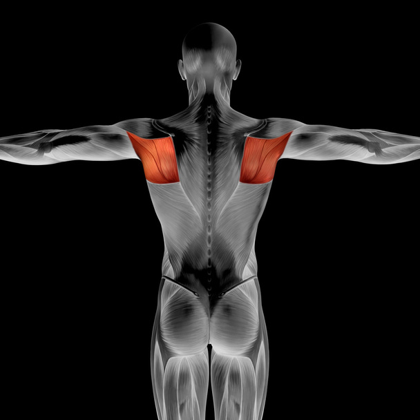Espalda anatomía humana
 - Foto, Imagen