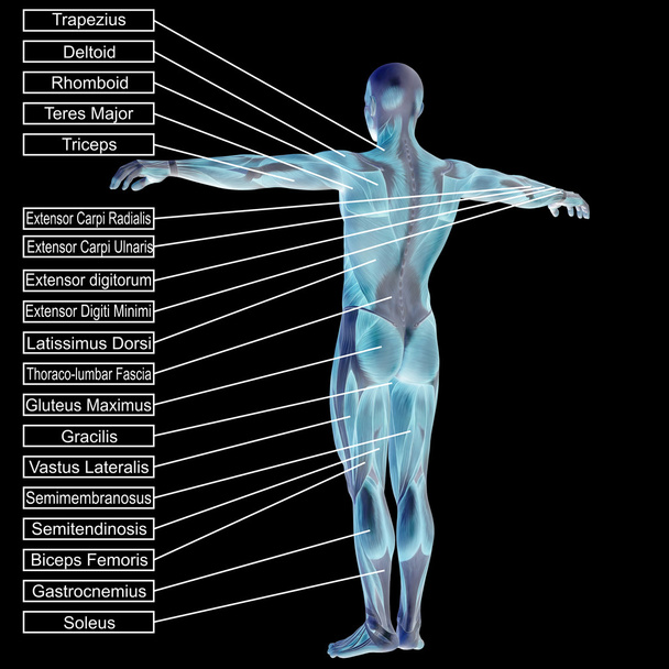  άνθρωπος με τους μυς και κείμενο - Φωτογραφία, εικόνα