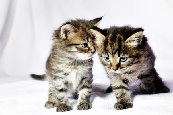 Dos gatitos
 - Foto, imagen