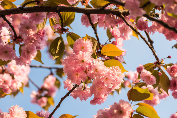 Detail alley cherry blossoms. - Valokuva, kuva