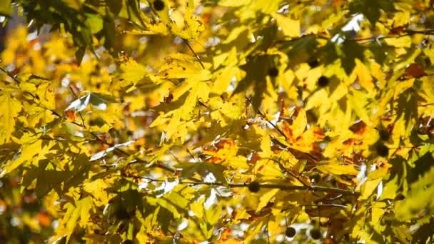 Yellow maple leaves moving on wind - Кадри, відео