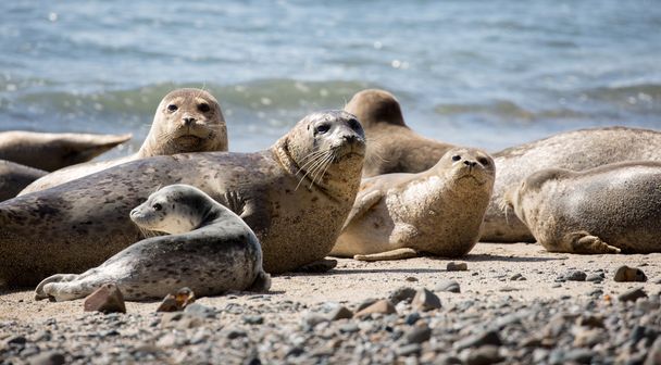 Портовые тюлени - Phoca vitulina, Fitzgerald Marine Reserve, Moss Beach, California
. - Фото, изображение