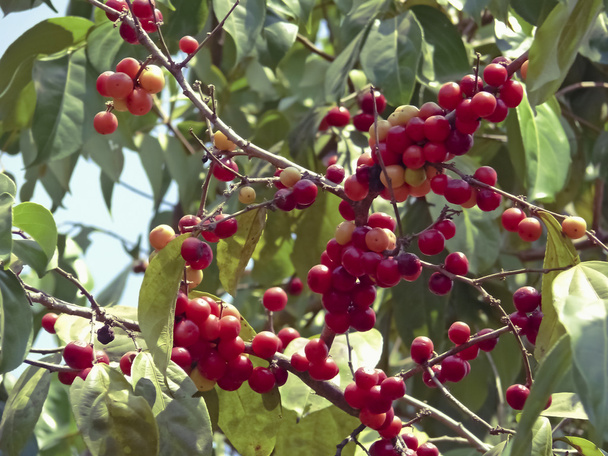 Ilex verticillata, Common Winterberry Holly foods, Ratnagiri, Maharashtra, India - Фото, зображення