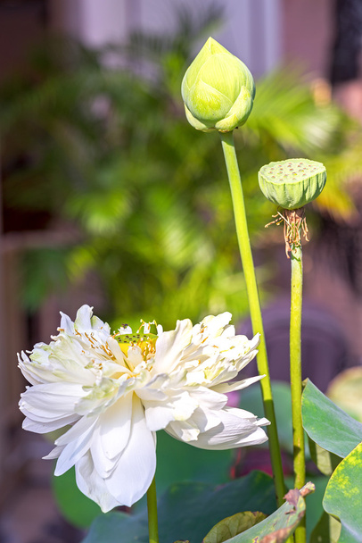 白い水ユリの花と蕾 (ロータス)。蓮の花は、アジアの文化で重要な記号. - 写真・画像