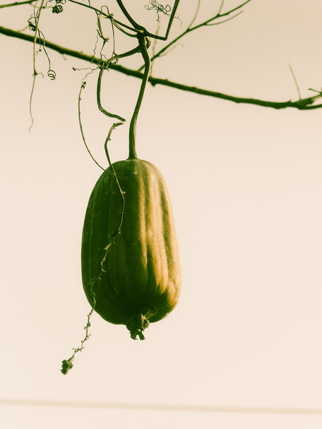 Fruit d'une éponge Gourde, Luffa cylindrica sur plante
 - Photo, image