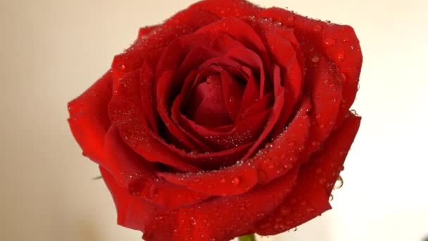 Hermosa flor de rosa roja - Imágenes, Vídeo
