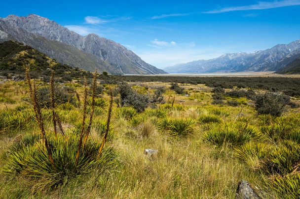 Meadow and Spaniard on Mt Cook National Park - Photo, Image