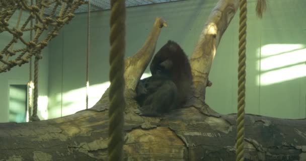 aap, ape dier in de dierentuin - Video