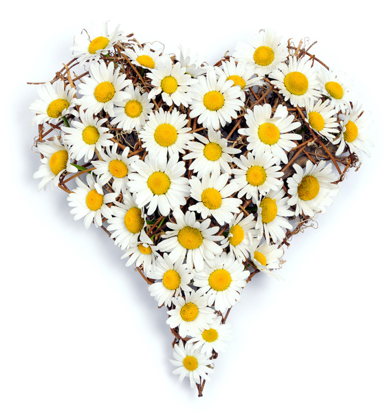 Heart of daisies - Fotoğraf, Görsel