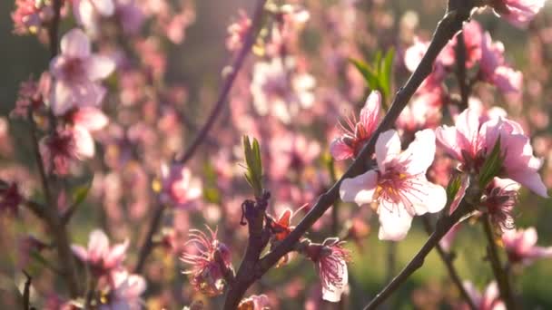 Ροζ άνθη κερασιάς - Πλάνα, βίντεο
