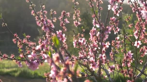 Ροζ άνθη κερασιάς - Πλάνα, βίντεο
