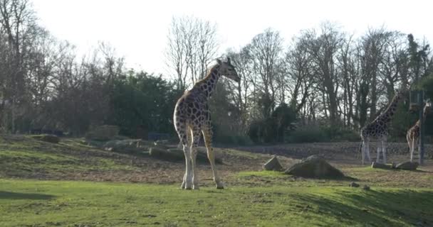 Giraffes in national park - Footage, Video