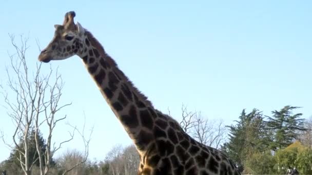 Žirafa v národním parku - Záběry, video