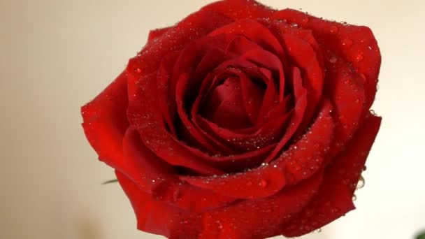 Hermosa flor de rosa roja - Metraje, vídeo