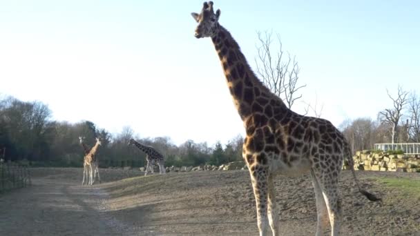 Giraffes in national park - Footage, Video