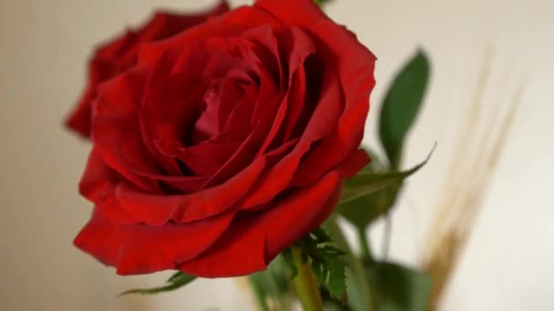 Περιστρεφόμενη κόκκινα τριαντάφυλλα - Πλάνα, βίντεο