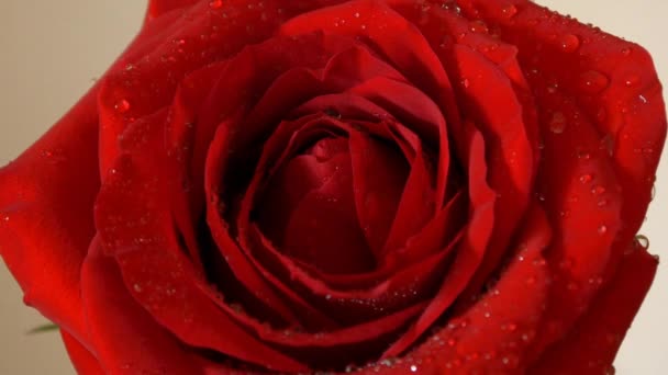 Gyönyörű vörös rózsa virág - Felvétel, videó