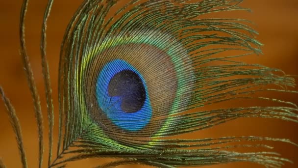 Close up van peacock feather - Video