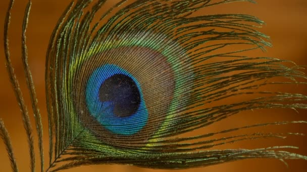 Primer plano de la pluma de pavo real
 - Metraje, vídeo