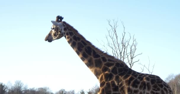 Žirafa v národním parku - Záběry, video