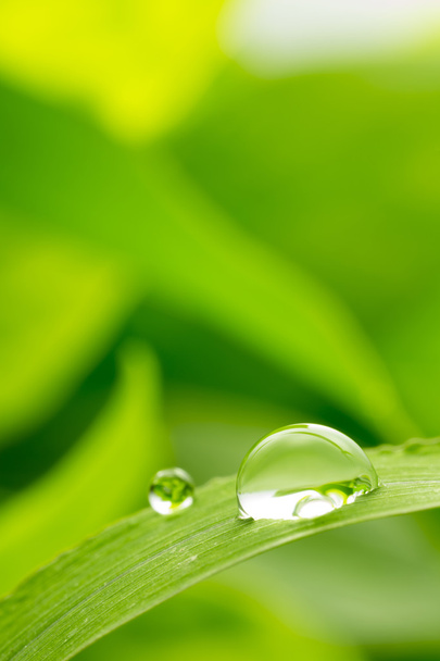 leaf with rain droplets - Stock Image - Foto, afbeelding