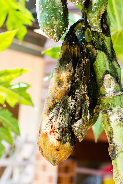 Closeup of moldy papaya fruit - Photo, Image