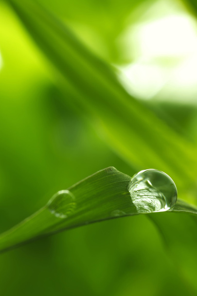 leaf with rain droplets - Stock Image - Zdjęcie, obraz