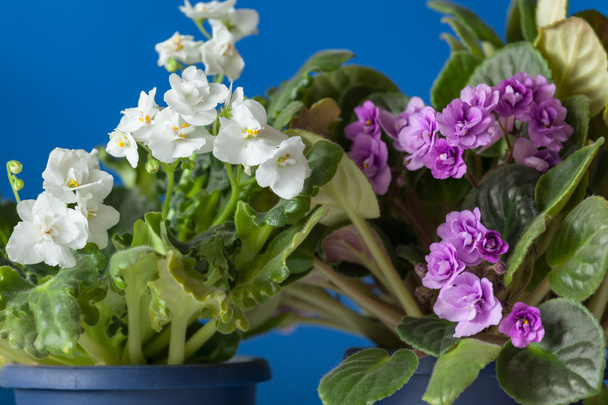 Фиолетово-белая и фиолетовая саинтолии цветут естественным светом
 - Фото, изображение