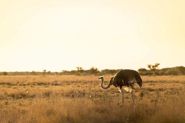 Ostrich At Sunset - Photo, Image