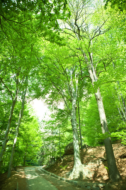 beautiful green forest with tree and leaf  - Valokuva, kuva
