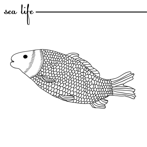 Sea life.  The carp, black and white drawing. Original doodle hand drawn illustration. Outlines, vector - Vector, Image