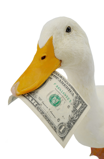 duck with a dollar banknote - Foto, Imagem