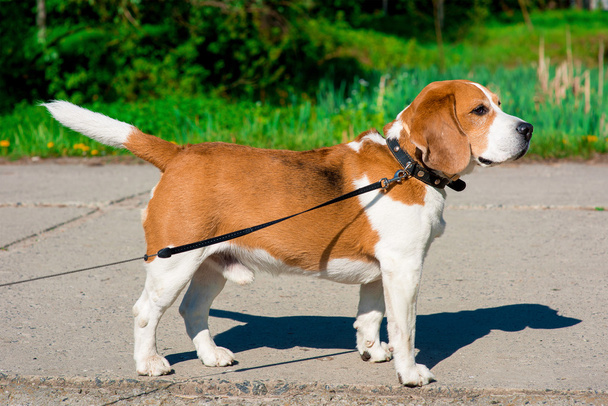 foto de primavera de perro beagle
 - Foto, imagen