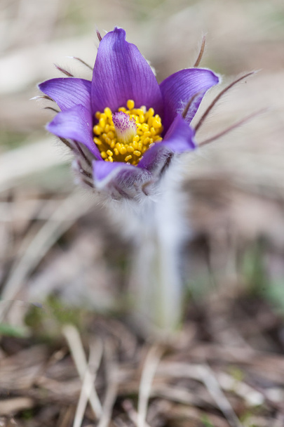 перша весняна квітка PulsatillaPatens
 - Фото, зображення