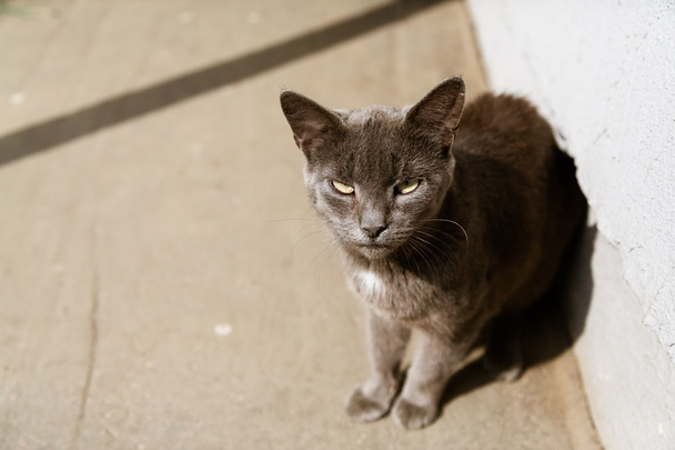 Portrait de chat gris assis au soleil
 - Photo, image