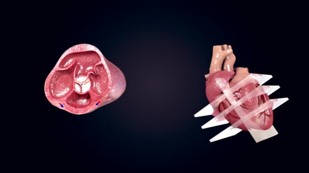 cardiograma de eco do coração humano
 - Filmagem, Vídeo