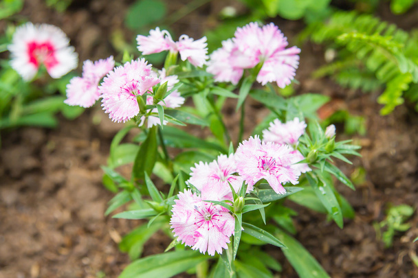 Wild carnation pink flowers. - Photo, Image
