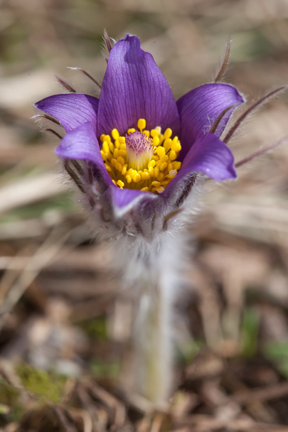 перша весняна квітка PulsatillaPatens
 - Фото, зображення