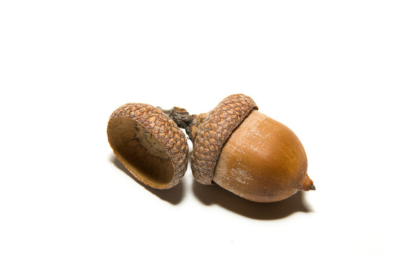 Een bruin acorn met hoeden op over Wit - Foto, afbeelding