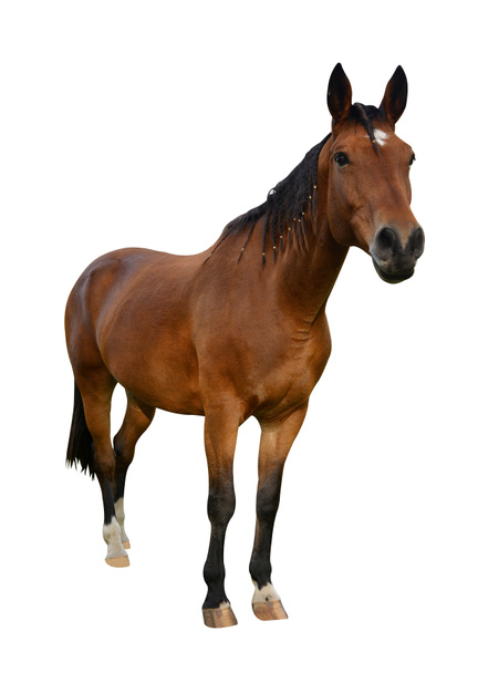 Коричневий кінь ізольовані
 - Фото, зображення
